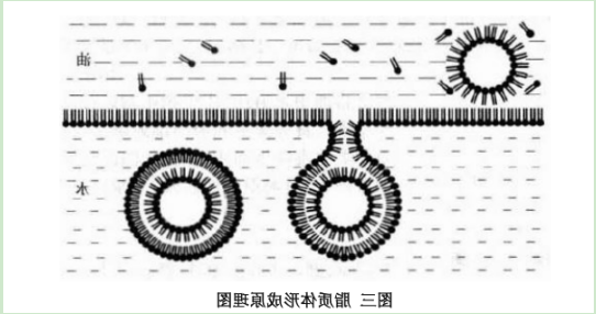 微米级脂质体 微米级脂质体