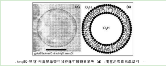 巨型单分子囊泡GUV 