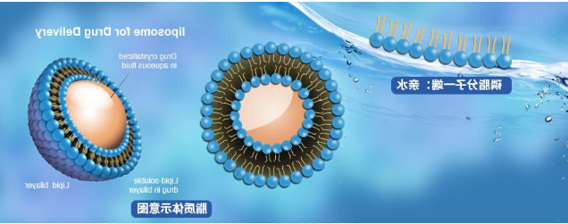 DPPC+10%胆固醇空白脂质体 DPPC+10%胆固醇空白脂质体