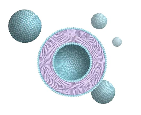 丹参酮iia@脂质体-转铁蛋白 Liposome