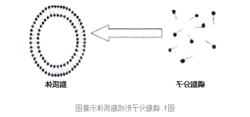 PC:Cardiolipin (30:70) Liposomes PC:Cardiolipin (30:70) Liposomes