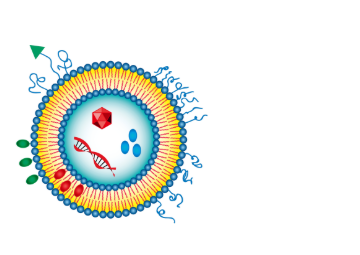PC:Cardiolipin (20:80) Liposomes PC:Cardiolipin (20:80) Liposomes