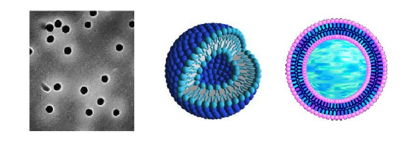 Hydrogenated Soy PC:Chol (70:30) Liposomes Hydrogenated Soy PC:Chol (70:30) Liposomes