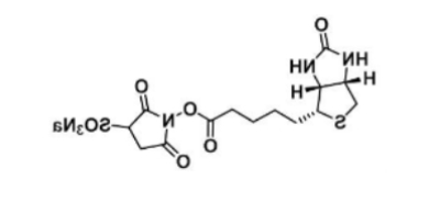 生物素-磺酸基琥珀酰亚胺酯