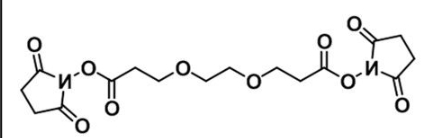 CAS 65869-63-8；活性酯二聚乙二醇活性酯；NHS-PEG2-NHS ester
