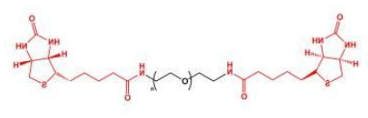 Biotin-PEG-Biotin；二生物素聚乙二醇；BN-PEG-BN