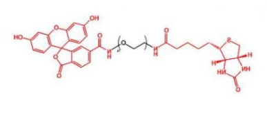 Biotin-PEG-FITC；生物素聚乙二醇荧光素；FITC-PEG-Biotin