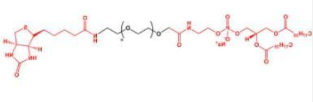 DSPE-PEG-Biotin；磷脂聚乙二醇生物素；生物素聚乙二醇磷脂