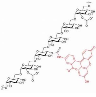 FITC标记羧甲基葡聚糖 FITC标记羧甲基葡聚糖