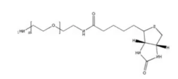 Bio-PEG2K-NH2；生物素-聚乙二醇-氨基的特点
