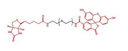 荧光素聚乙二醇生物素 FITC-PEG-Biotin 荧光素聚乙二醇生物素 FITC-PEG-Biotin