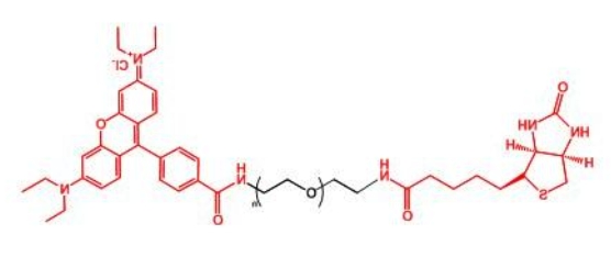 罗丹明聚乙二醇生物素 RB-PEG-BIOTIN