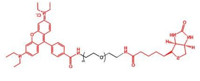 罗丹明聚乙二醇生物素 RB-PEG-BIOTIN 罗丹明聚乙二醇生物素 RB-PEG-BIOTIN