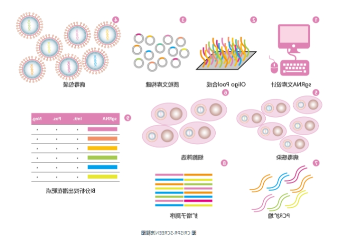 截断突变载体系统，定制服务