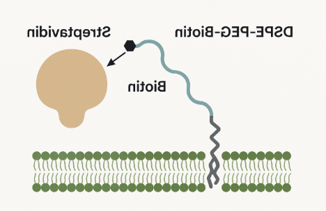 DSPE-PEG-Biotin 与 Streptavidin 的结合机制