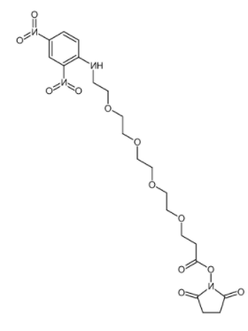 	DNP-PEG4-NHS ester 