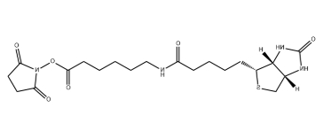 生物素-X,琥珀酰亚胺酯 生物素-X,琥珀酰亚胺酯