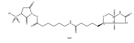 磺基-NHS-LC-生物素