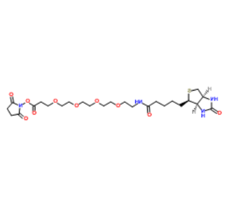 Biotin-PEG4-NHS ester 