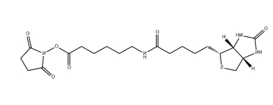 生物素-X,琥珀酰亚胺酯 生物素-X,琥珀酰亚胺酯