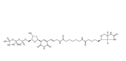 Biotin-11-dUTP 