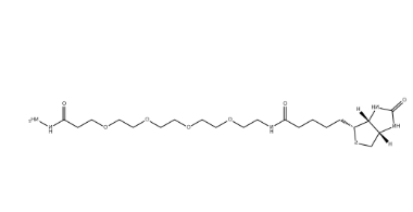 （+）-Biotin-PEG4-Hydrazide