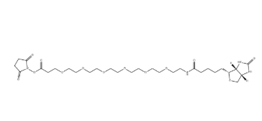 （+）-Biotin-PEG6-NHS Ester