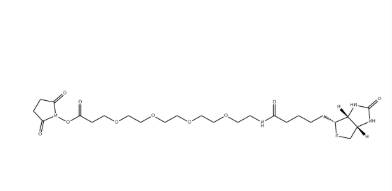 (+)-Biotin-PEG4-NHS Ester (+)-Biotin-PEG4-NHS Ester