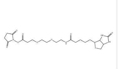 (+)-Biotin-PEG2-NHS Ester (+)-Biotin-PEG2-NHS Ester