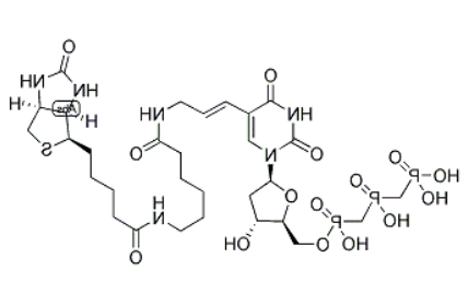 Biotin-11-dUTP Biotin-11-dUTP