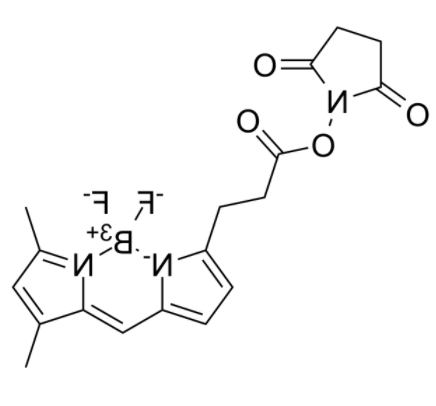 BDP FL NHS Ester 