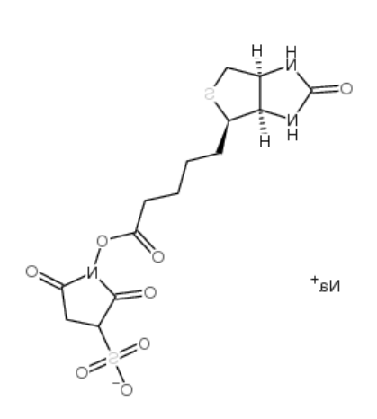 生物素 3-磺酸基-N-羟基琥珀酰亚胺钠盐	 