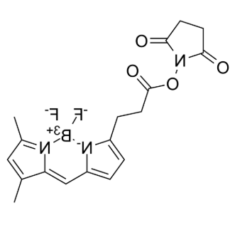 BODIPY FL NHS ester