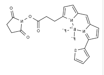 BODIPY 558/568 NHS