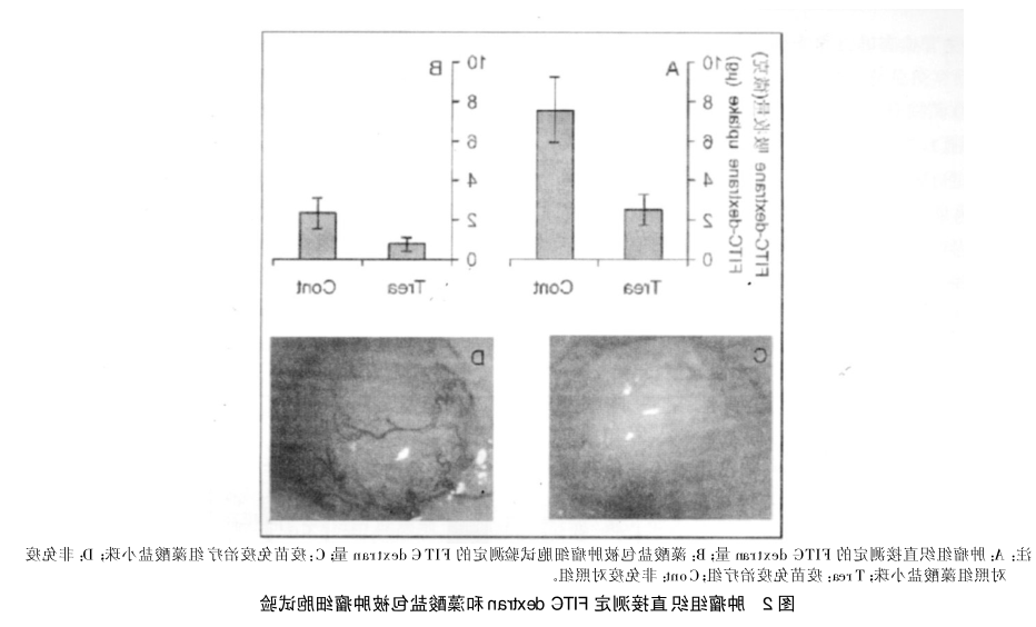 FITC标记葡聚糖