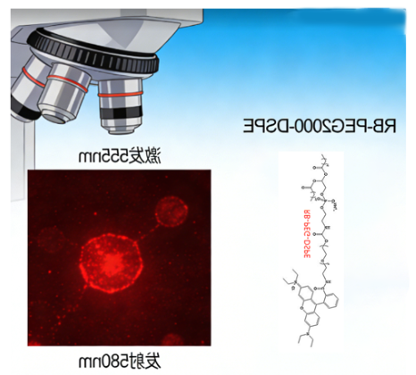 RB-PEG2000-DSPE