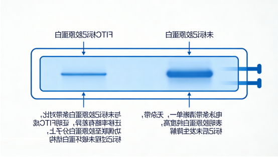 胶原蛋白的SDS-PAGE电泳图 胶原蛋白的SDS-PAGE电泳图