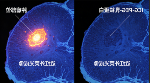 ICG-PEG-乳铁蛋白 ICG-PEG-乳铁蛋白