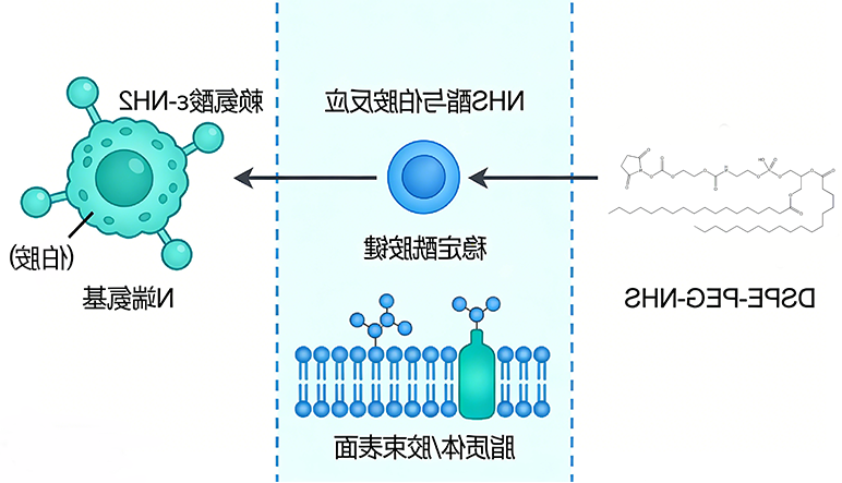 DSPE-PEG-NHS怎么连接抗体？