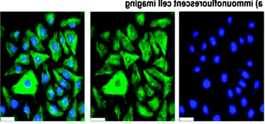HOOC-(CH2)10-S-S-(CH2)6-CONH-Fluorescein HOOC-(CH2)10-S-S-(CH2)6-CONH-Fluorescein