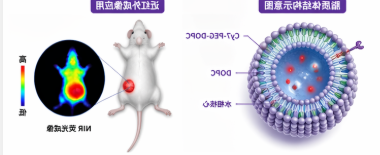 Cy7-PEG-DOPC 近红外探针磷脂脂质体定制 Cy7-PEG-DOPC 近红外探针磷脂脂质体定制