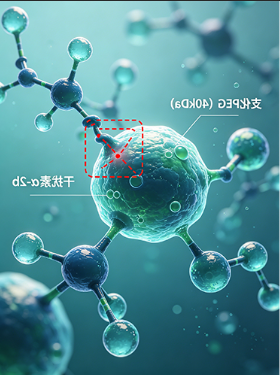 支化PEG(40kDa)修饰干扰素α-2b 支化PEG(40kDa)修饰干扰素α-2b