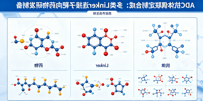 ADC抗体偶联定制合成：多类Linker连接子靶向药物研发制备（西安齐岳生物）