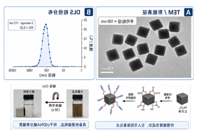 100 nm立方体Fe₃O₄偶联核酸探针