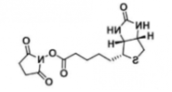 Biotin-NHS