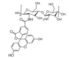 Chitosan-FITC