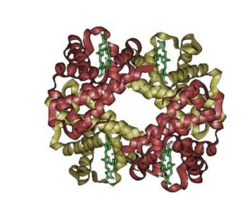 CY3标记转铁蛋白 Transferrin-Cy3 Conjugate Cy3标记人转铁蛋白的应用以及相关产品