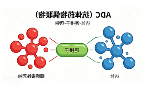 ADC偶联如何实现按需定制？齐岳生物