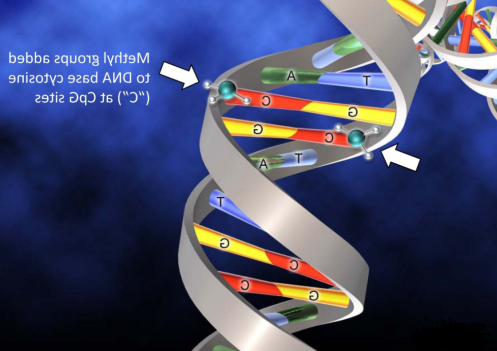 核酸(DNA、RNA)的功能化修饰技术（几百种定制产品）