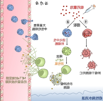 透明质酸(HA)修饰的纳米脂质载体定制合成技术-西安齐岳生物